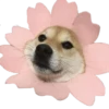 happy_dogs 30
