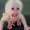 MONKEYS BY @bambinaaaaa 30