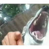 animales 8