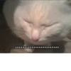 wut 5