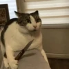meow 6