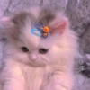 animales 11