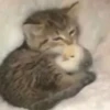 meow 9