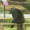 animales 12