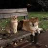 meow 11