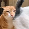 meow 12