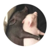 Pig 5