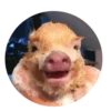 Pig 6