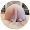 Pig 7