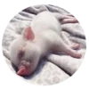 Pig 8