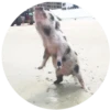 Pig 9