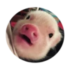 Pig 10