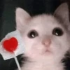 meow 13