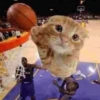 meow 15