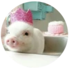 Pig 11