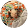 Pig 12