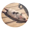 Pig 13