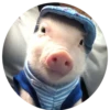 Pig 14