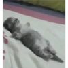 animales 22