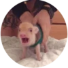 Pig 16