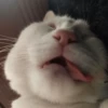 meow 16
