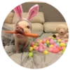 Pig 17