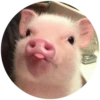 Pig 18