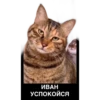 Питер Family 9
