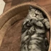 meow 17