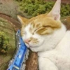 meow 18