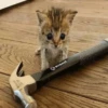 meow 19