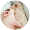 Pig 20