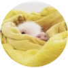 Pig 21