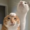 meow 21
