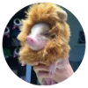 Pig 22