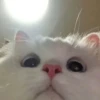 meow 24