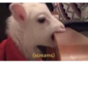 wut 28