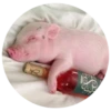 Pig 23