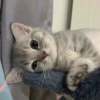 meow 25