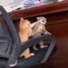 meow 27
