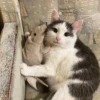 meow 29