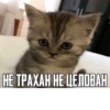 meow 5