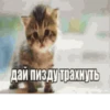 meow 6