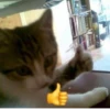 meow 7