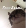 meow 8