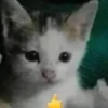 kittymeow by @oswalldy 9