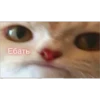 Ебать