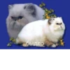 meow 10