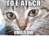 meow 11