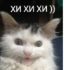 meow 14